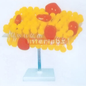 DNA STRUCTURE MEMBRANE KIT Exporter & Educational Laboratory