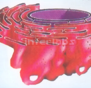 DELUXE HUMAN GRANULAR ENDOPLASMIC RETICULUM GER MODEL Export