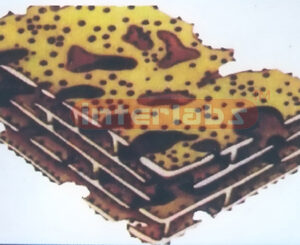 ADVANCED GRANULAR ENDOPLASMIC RETICULUM GER MODEL Exporter &