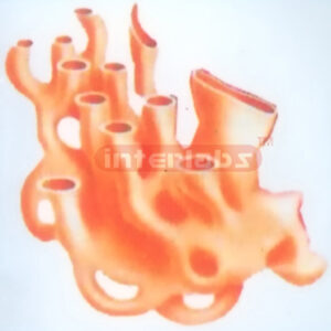DELUXE AGRANULAR ENDO PLASMIC RETICULUM AER MODEL Exporter &