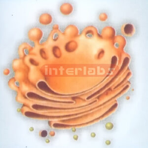 ADVANCED GOLGI COMPLEX MODEL Exporter & Educational Laborato