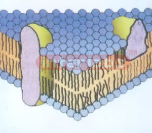 CELL MEMBRANE MODEL Exporter & Educational Laboratory Equipm
