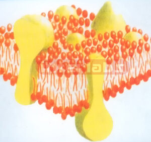 HUMAN CELL FLUID MOSAIC MODEL Exporter & Educational Laborat
