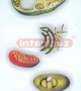 HANGING PLANT CELL ORGANELLES MODEL Exporter & Educational L