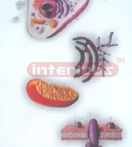 HANGING ANIMAL CELL ORGANELLES MODEL Exporter & Educational