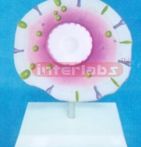 HEAL TH&DISEASED CELL COMPARISON MODEL FOR TYPE 2 BIABETES E