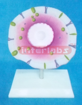 HEAL TH&DISEASED CELL COMPARISON MODEL FOR TYPE 2 BIABETES E