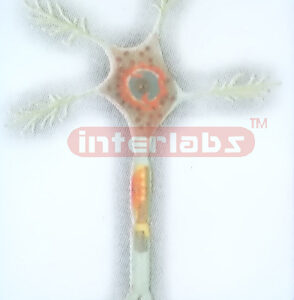 HANGING MOTOR NEURON MODEL Exporter & Educational Laboratory