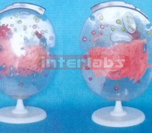 MODEL OF THE MICRO-CELL STRUCTURE Exporter & Educational Lab