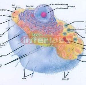 HANGING HUMAN CELL STRUCTURE MODEL Exporter & Educational La