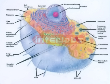 HANGING HUMAN CELL STRUCTURE MODEL Exporter & Educational La