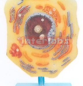 CELL STRUCTURC MODEL Exporter & Educational Laboratory Equip