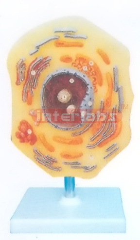 CELL STRUCTURC MODEL Exporter & Educational Laboratory Equip