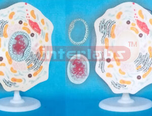 CELL STRUCTURE MODEL Exporter & Educational Laboratory Equip