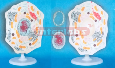 CELL STRUCTURE MODEL Exporter & Educational Laboratory Equip