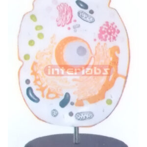 VERTICAL ANIMAL CELL MODEL Exporter & Educational Laboratory