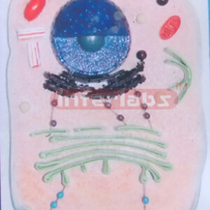 PLANT CELL MATERIAL Exporter & Educational Laboratory Equipm