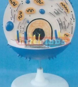 3D ANIMAL CELL MODEL Exporter & Educational Laboratory Equip