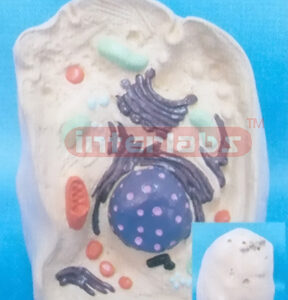 ANIMAL CELL MODEL Exporter & Educational Laboratory Equipmen