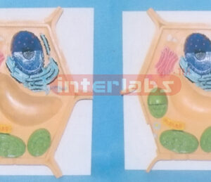 EUCARYOTIC CELL STRUCTURE MODEL (PLANT) Exporter & Education