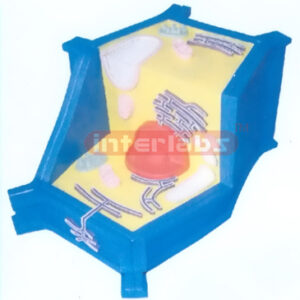 3D PLANT CELL MODEL Exporter & Educational Laboratory Equipm