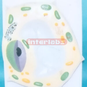 PLANT CELL MODEL Exporter & Educational Laboratory Equipment