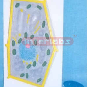 PLANT CELL STRUCTURE MODEL Exporter & Educational Laboratory