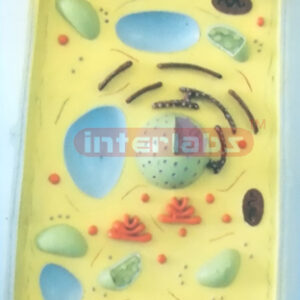 PLANT CELL MODEL WITH BASE Exporter & Educational Laboratory