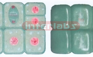 MITOSIS SET Exporter & Educational Laboratory Equipment Supp