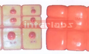 ANIMAL MITOSIS SET Exporter & Educational Laboratory Equipme
