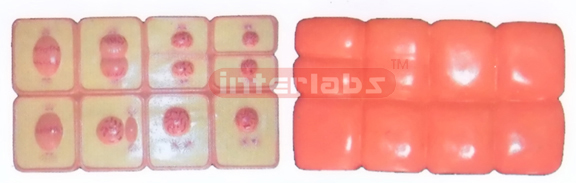 ANIMAL MITOSIS SET Exporter & Educational Laboratory Equipme