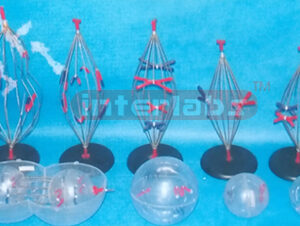 ANIMAL/PLANT MITOSIS AND MEIOSIS SET Exporter & Educational
