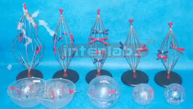 ANIMAL/PLANT MITOSIS AND MEIOSIS SET Exporter & Educational