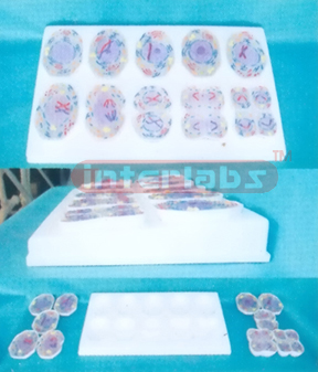 SIMPLE ANIMAL MITOSIS MODELS Exporter & Educational Laborat