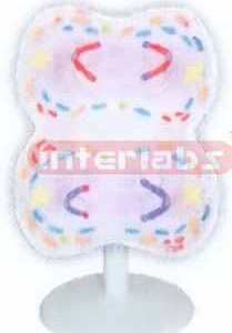 ANIMAL MITOSIS TYPE I Exporter & Educational Laboratory Equi