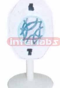 ANIMAL MITOSIS TYPE D Exporter & Educational Laboratory Equi