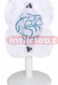 ANIMAL MITOSIS TYPE E Exporter & Educational Laboratory Equi
