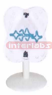 ANIMAL MITOSIS TYPE F Exporter & Educational Laboratory Equi