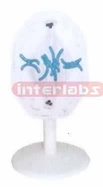 ANIMAL MITOSIS TYPE G Exporter & Educational Laboratory Equi