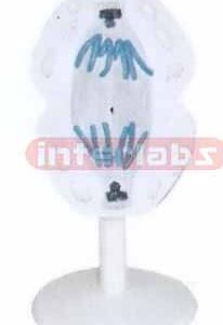 ANIMAL MITOSIS TYPE H Exporter & Educational Laboratory Equi