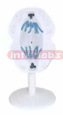 ANIMAL MITOSIS TYPE H Exporter & Educational Laboratory Equi