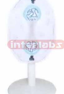 ANIMAL MITOSIS TYPE J Exporter & Educational Laboratory Equi