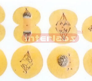 CELL DIVISIONS AND DEVELOPMENTS DEMONSTRATION MODELS Exporte