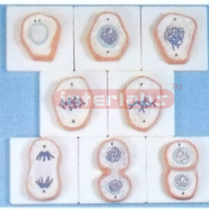 ENLARGED CELL MITOSIS MODELS Exporter & Educational Laborato