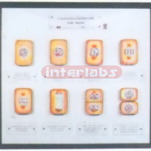 PLANT CELL MITOSIS MODELS Exporter & Educational Laboratory