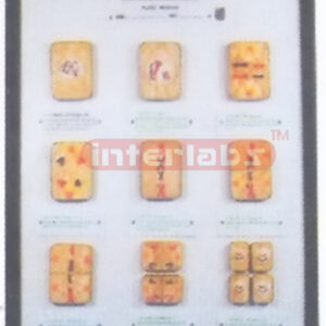 PLANT CELL MEIOSIS MODELS Exporter & Educational Laboratory