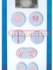 CELL MITOSIS MODEL Exporter & Educational Laboratory Equipme