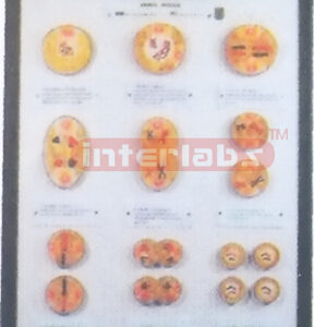 ANIMAL CELL MEIOSIS MODELS Exporter & Educational Laboratory