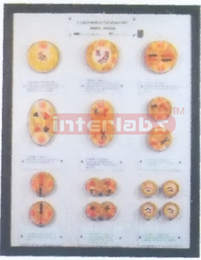 ANIMAL CELL MEIOSIS MODELS Exporter & Educational Laboratory