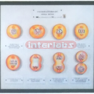 ANIMAL CELL MITOSIS MODELS Exporter & Educational Laboratory